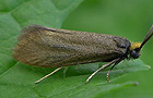 Incurvaria koerneriella