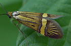 Nemophora