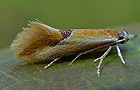 Batia lunaris
