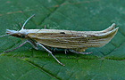 Ypsolopha nemorella