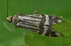 Schönbär