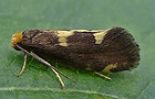 Incurvaria oehlmanniella
