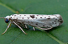 Yponomeuta plumbella