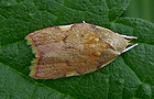 Carcina quercana