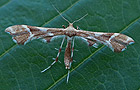Cnaemidophorus rhododactyla