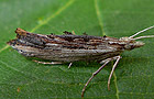 Ypsolopha scabrella
