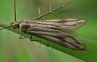 Schreckensteinia festaliella
