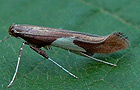 Caloptilia stigmatella