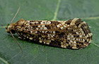 Montescardia tessulatellus