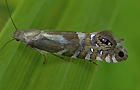 Glyphipterix thrasonella