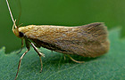 Crassa tinctella