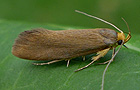 Crassa unitella