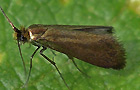 Adela violella