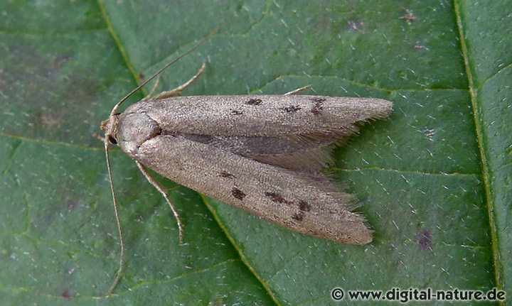 Blastobasidae: Hypatopa binotella