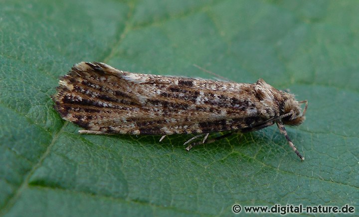 Echte Motten: Morophaga choragella
