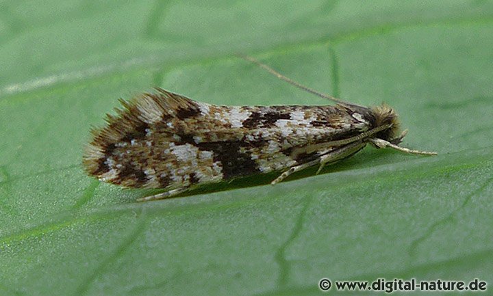 Korkmotte (Nemapogon cf. cloacella)
