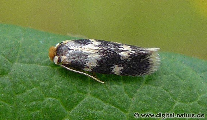 Zwergminiermotte Etainia sericopeza oder louisella
