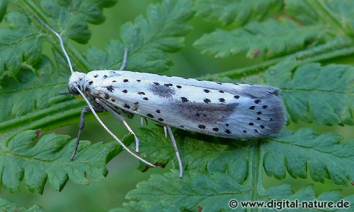Fleckige Pfaffenhütchen-Gespinstmotte (Yponomeuta irrorella)