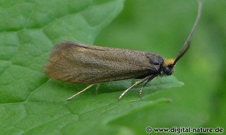 Buchen-Miniersackmotte (Incurvaria koerneriella)