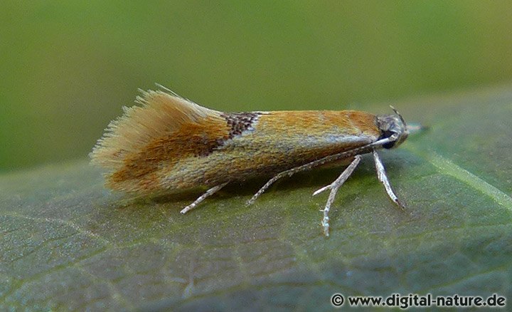 Kleiner Ginsterrindenfalter (Batia lunaris)