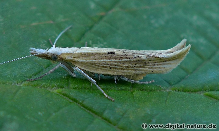 Ypsolopha nemorella