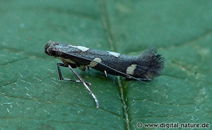 Miniermotte Calybites phasianipennella