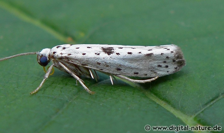 Faulbaum-Gespinstmotte (Yponomeuta plumbella)