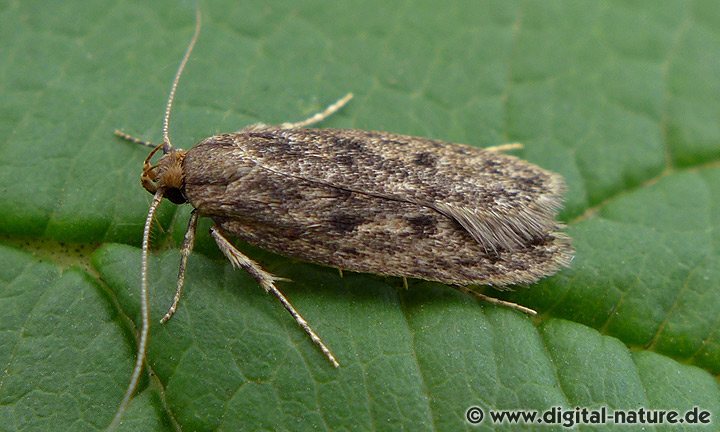 Samenmotte (Hofmannophila pseudospretella)