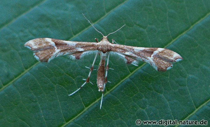 Rosen-Federmotte (Cnaemidophorus rhododactyla)