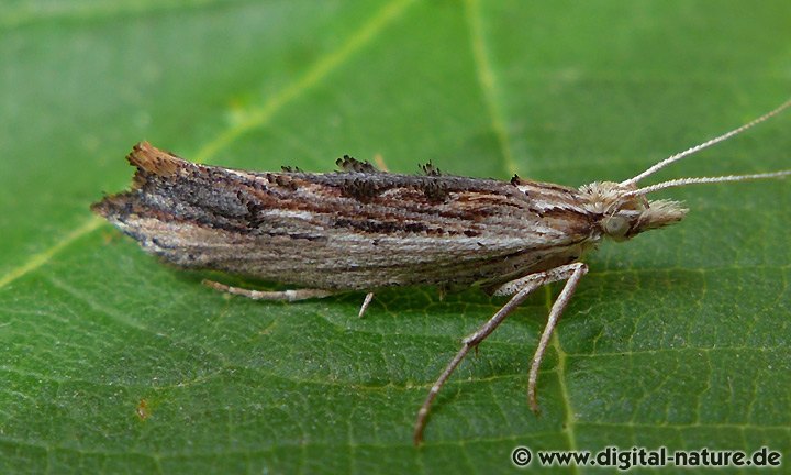 Ypsolophidae: Ypsolopha scabrella