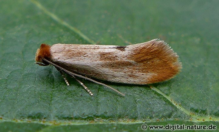 Fleischfarbene Nestmotte Tinea semifulvella