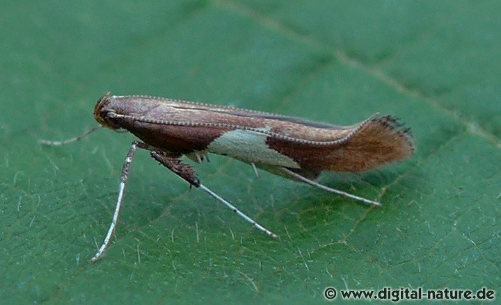 Miniermotte Caloptilia stigmatella