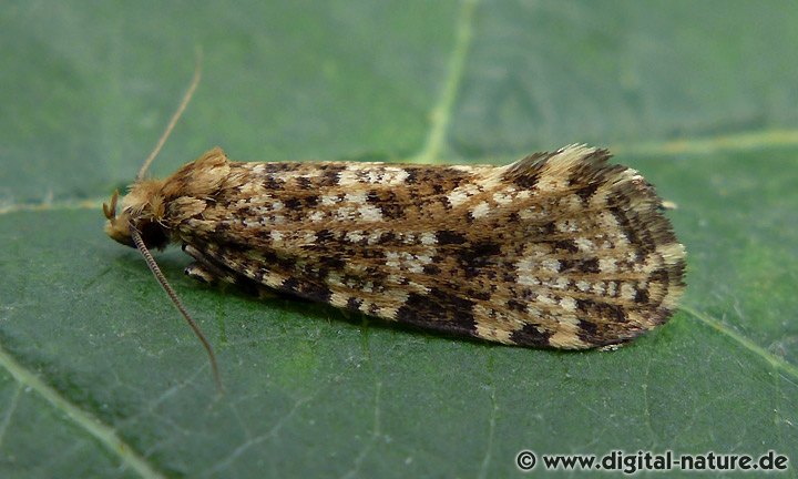 Montescardia tessulatellus