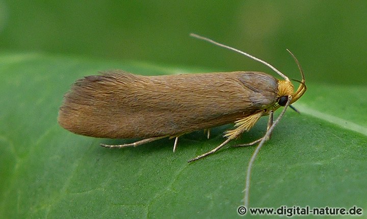 Faulholzmotte Crassa unitella