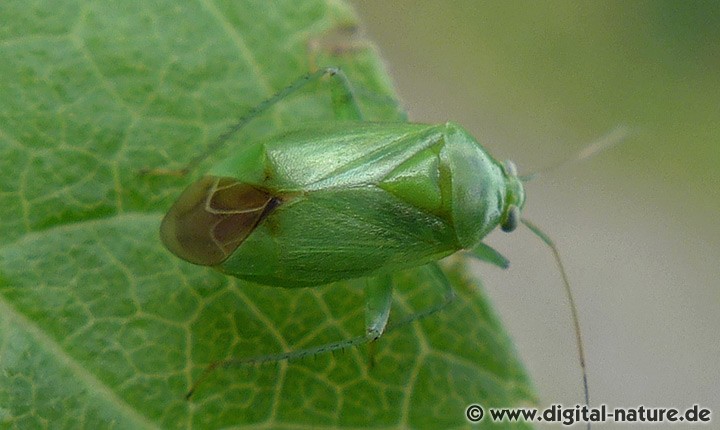 Leuchtende Kräuterwanze Apolygus lucorum