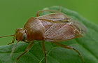 Agnocoris
