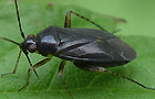 Plagiognathus arbustorum