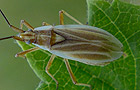 Acetropis carinata