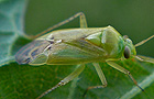 Neolygus contaminatus