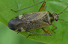 Braune Schmuckwanze