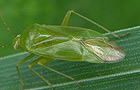 Lygocoris pabulinus