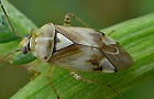 Lygus gemellatus