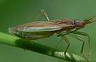 Stenodema holsata