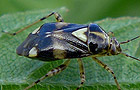 Gepunktete Nesselwanze
