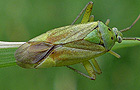 Zweipunktige Wiesenwanze