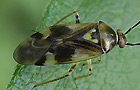 Orthops spec.
