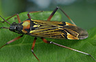 Prachtwanze