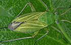 Oncotylus punctipes