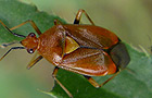 Rote Weichwanze