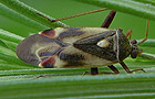 Polymerus unifasciatus